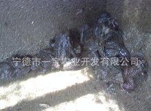 幼蛙图片,大自然的奇妙小生命